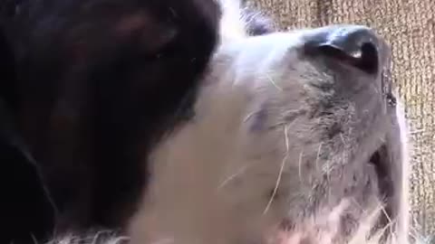 TRY NOT TO LAUGH - Funny aminal compilation