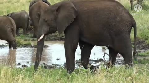 Addo National Park video - (Elephants; Lions; Buffalos; Kudu and many other wildlife