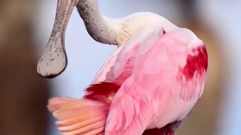 Pet Cats Beautiful Bird And Animal 4K HD Adorable Photography By Nature.