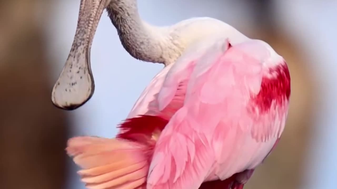 Pet Cats Beautiful Bird And Animal 4K HD Adorable Photography By Nature.