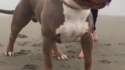 Cute animals videos #shorts
