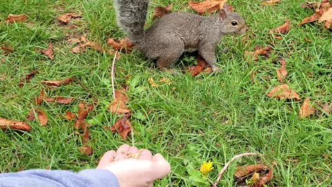 Squirrel eating. Woo