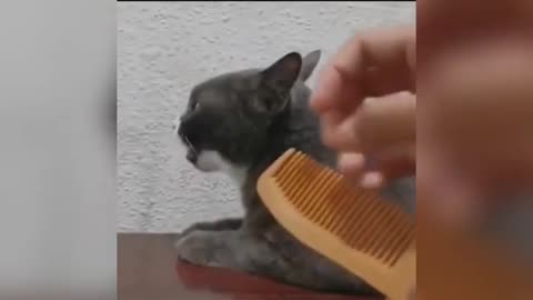 Cats Gone Crazy Hilarious CAT Fails That Will Make You LoL