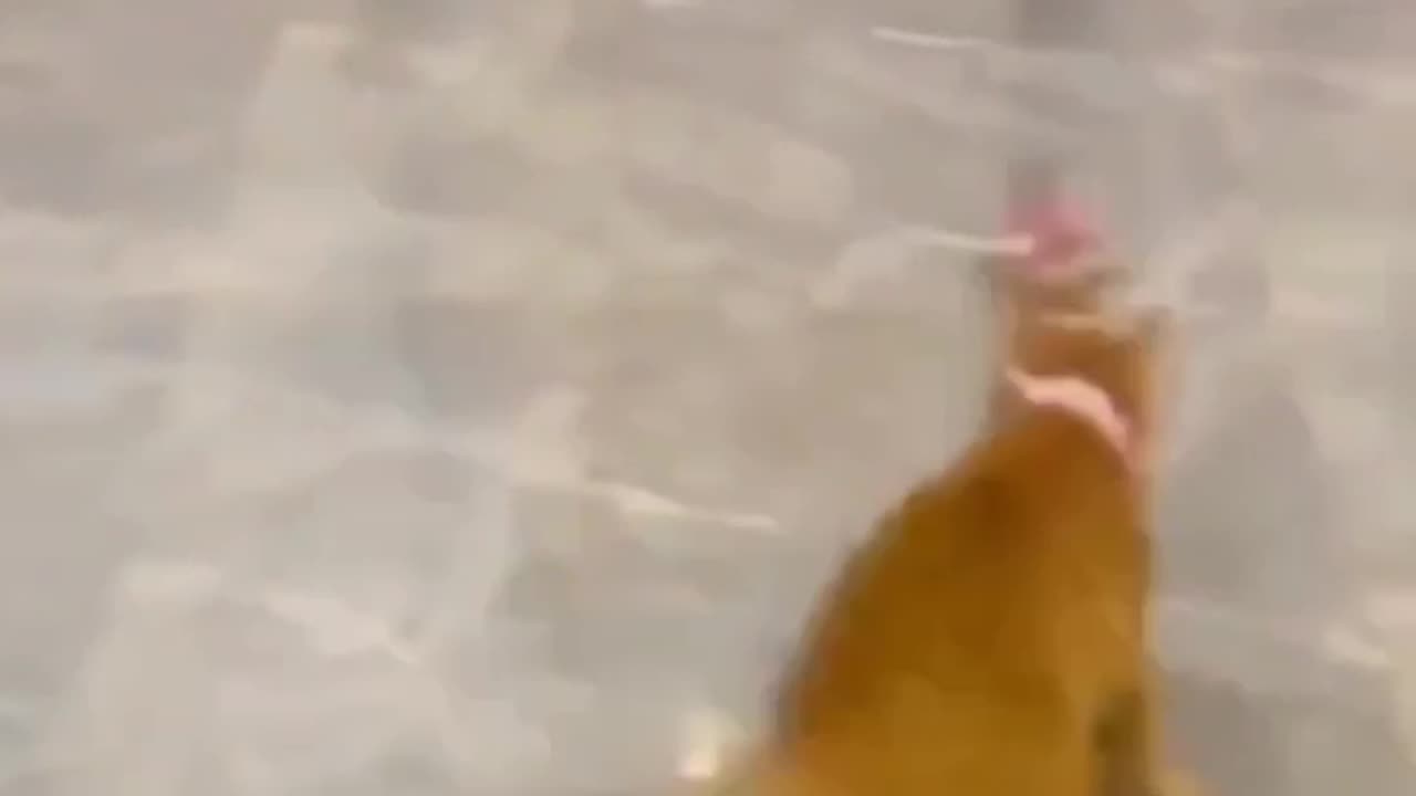 Cat funny video