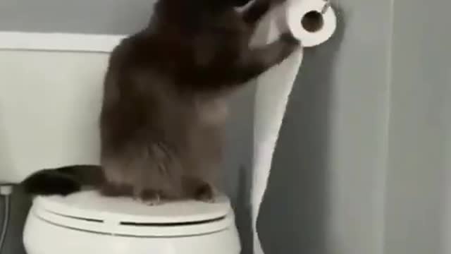 Cat playing with toilet paper 😹