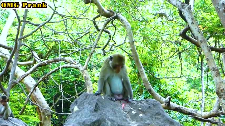 Monkey vs lesser