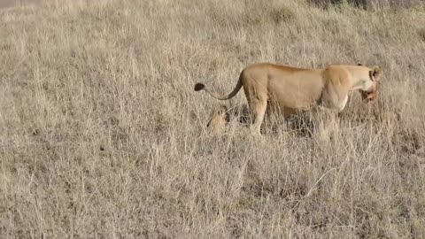 SIX ADORABLE LION CUBS enjoy their first outdoor adventure