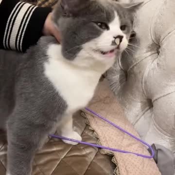 funny|prank|jokes|funny jokes|dad jokes|funny memes|funny video|fun|laughing|funny animal|knock