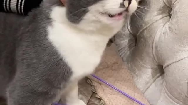 funny|prank|jokes|funny jokes|dad jokes|funny memes|funny video|fun|laughing|funny animal|knock