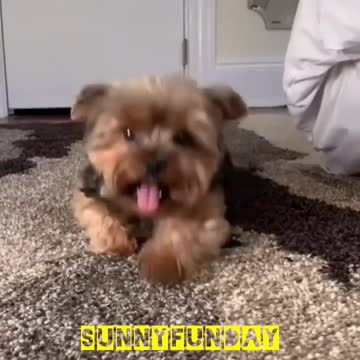 This dog is crawling🐶