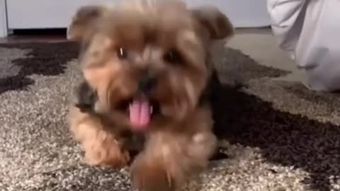 This dog is crawling🐶