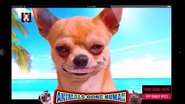 A CHIHUAHUA WITH HUMAN DENTURES!