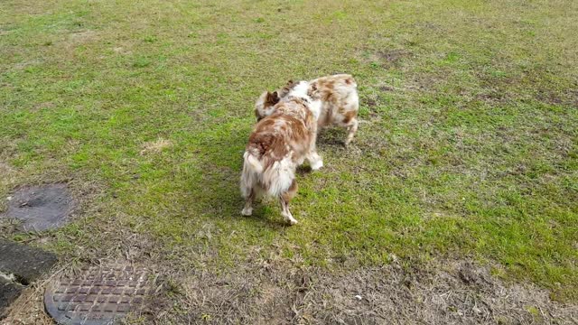 My puppies playing