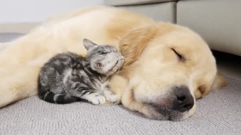 Kitten Raised By Golden Retrievers Starts Acting Like A Puppy