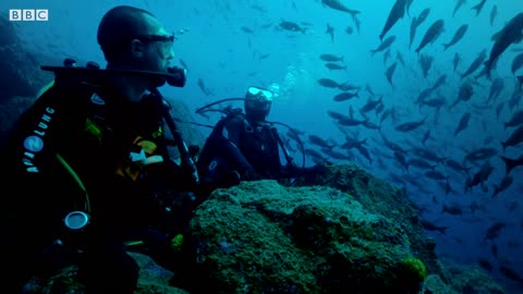 Hammerhead Sharks' Complex Mating Rituals | BBC Earth