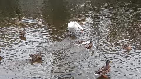 swans and ducks on the lake