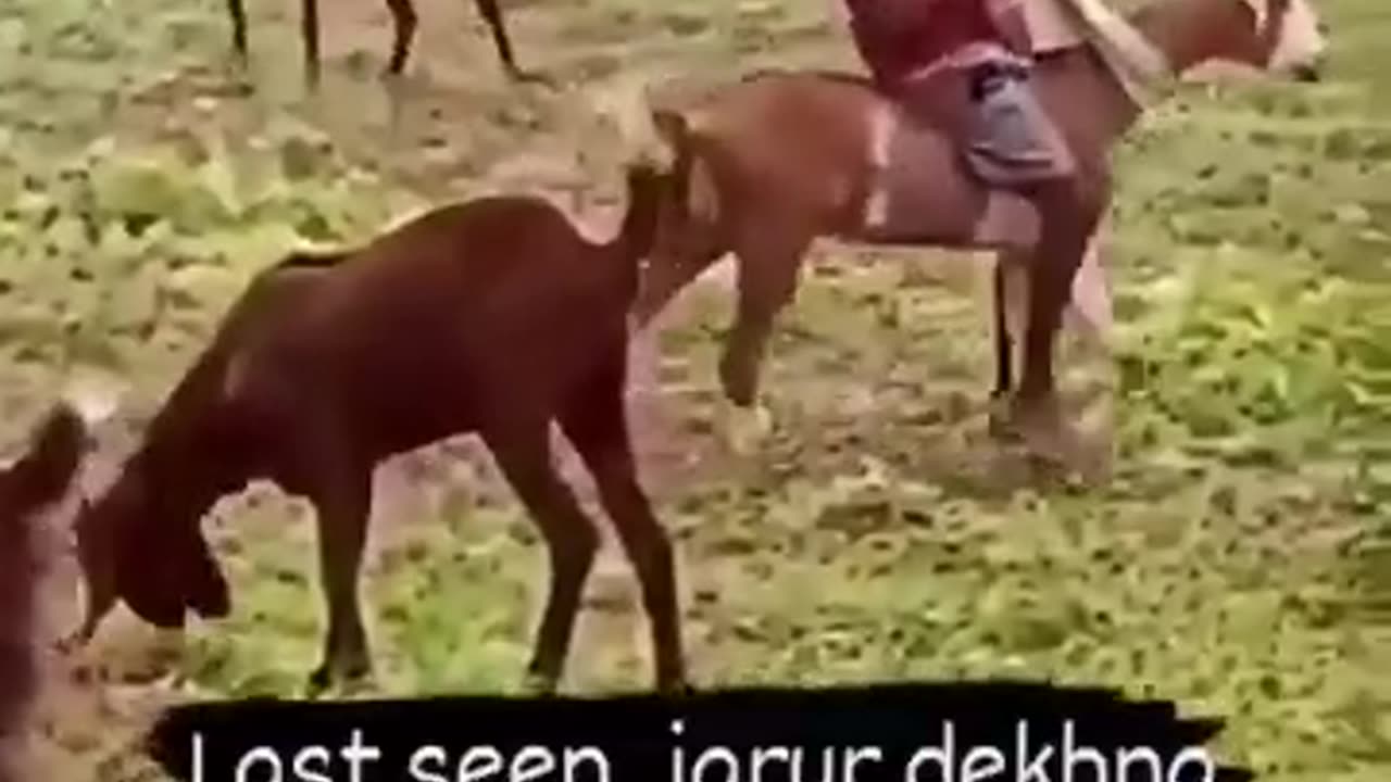Funny Animals##