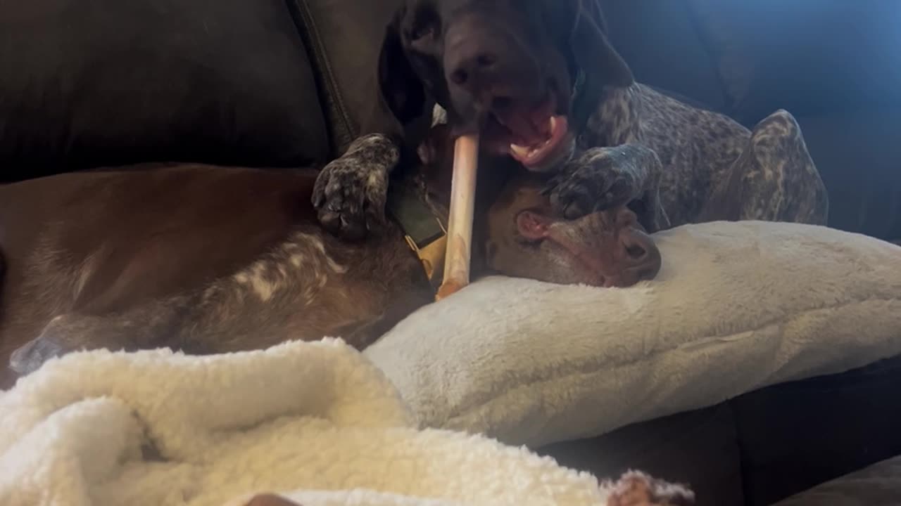 Diva Doggo Uses Patient Pup's Head as a Plate