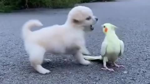 Baby_Dog||Cute||parrot||