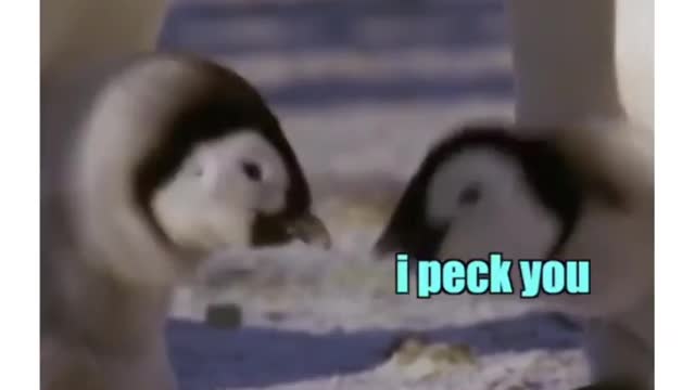 What if animal π΅ππΆπ· talk _ happy feet