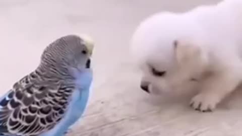 dog can play with birds 😍🥰