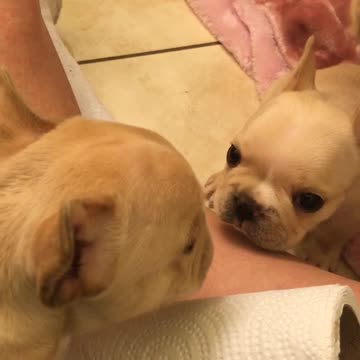 French Bulldog Puppies Try Howling