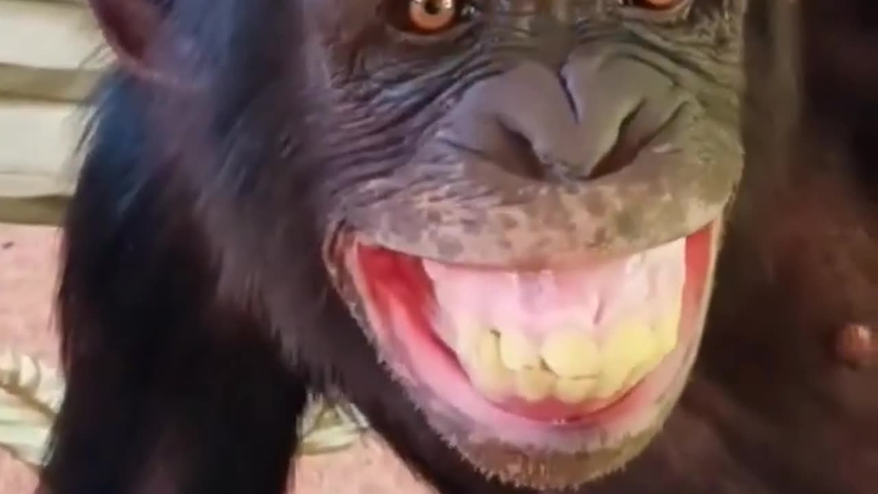 Bandar ###funny monkey video #####short## monkeys ###reels #