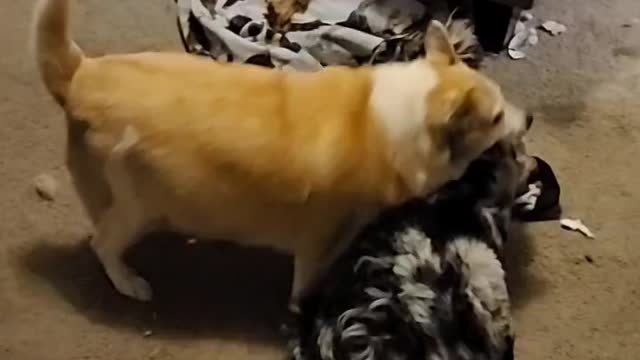 Chiggi in charge