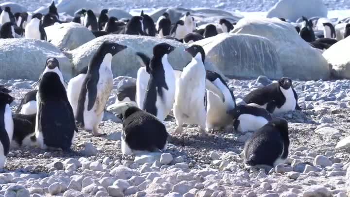 The strongest animal in Antarctica