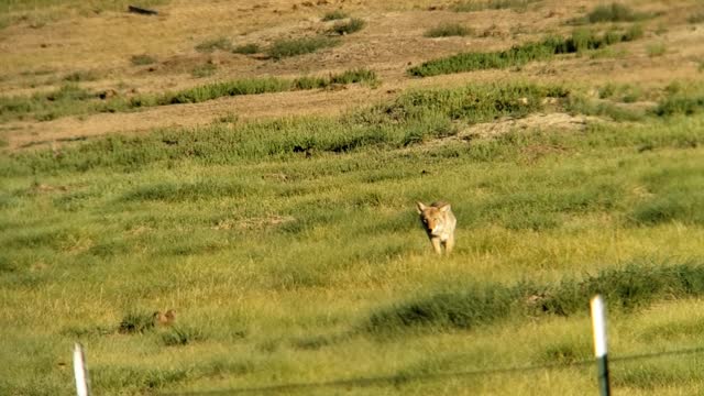 Prairie dogs lucky day