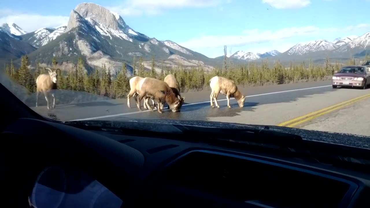 Jasper National Park big horn sheep on highway