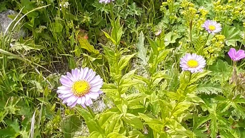 A type of pink daisy from the plateau flowers.