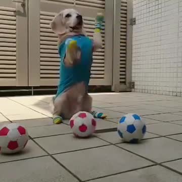 Funny, beautiful and cute dogs and puppies