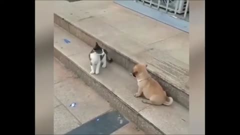 Cat VS Dog Funny Animal Videos