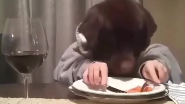 Newfoundland is sad she has to dine alone!