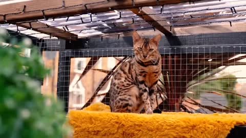 [Bengal Leopard Cat] Cute daily vlog Episode 1