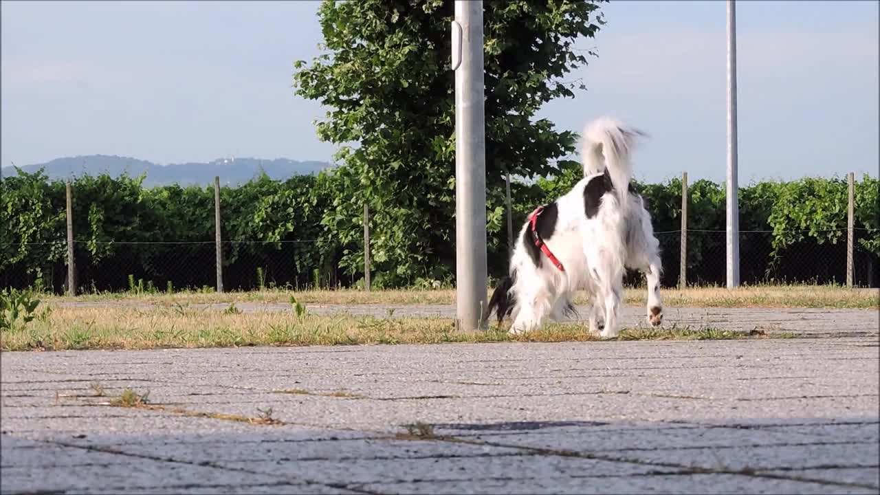 Cute Puppy Loves Playing Around In The Park - Summer Time!