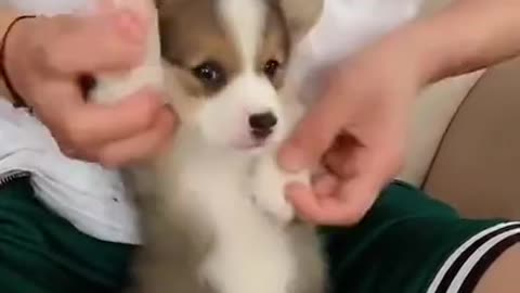 Adorable puppy dance