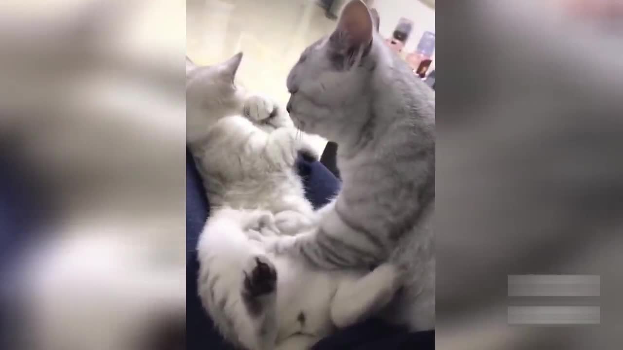 Funny cat