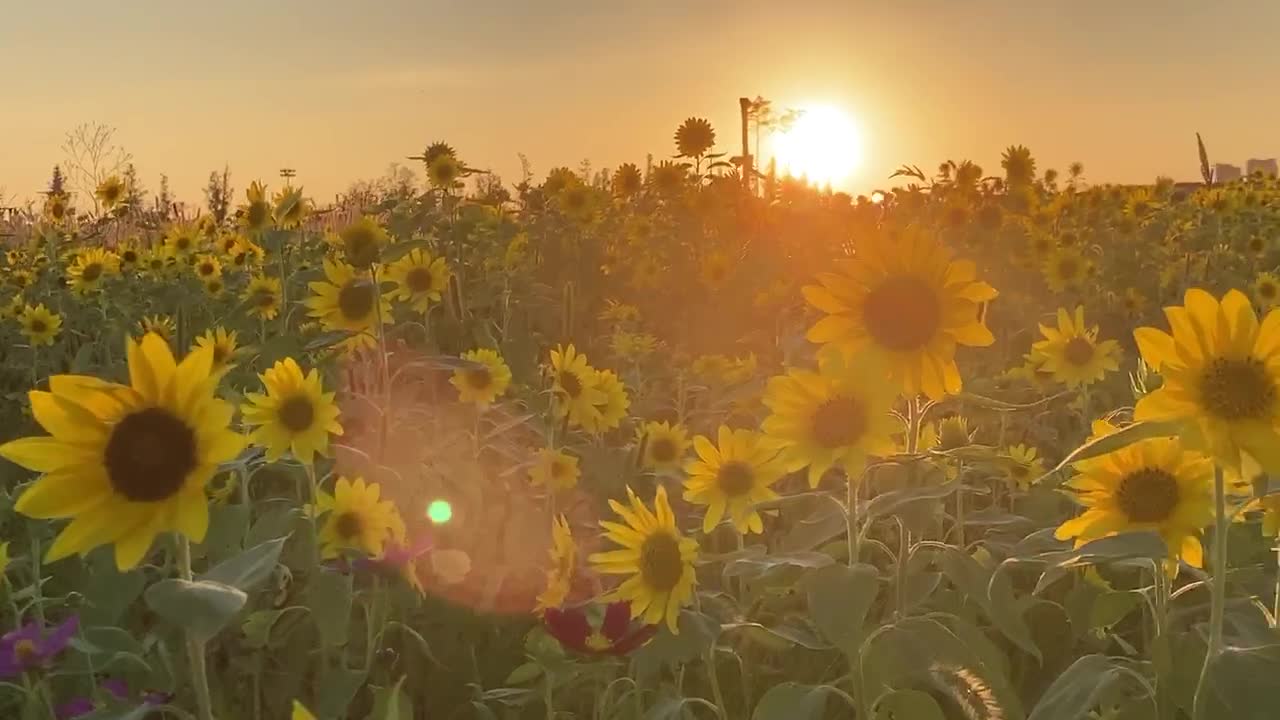 The sunset and the sunflower are beautifully blended.