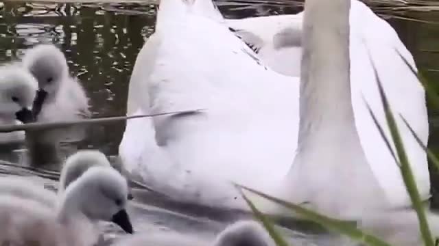 Swan parents teach young how to stir up food in the pond