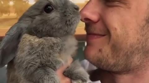 lovely rabbit