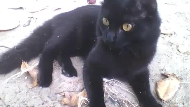 Gato preto fofinho é lindo, poderia ser capa de revista [Nature & Animals]