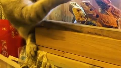 cat funny video l cat funny video clips l cat funny video download l cat funny videos 2022