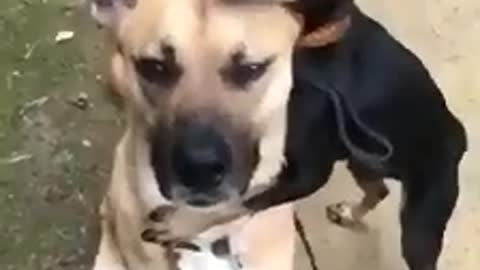 One of my Doggy's legs