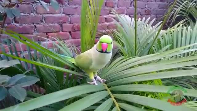 Natural Parrot Sounds