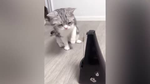 New Funny Animals 2023 😅 Funniest Cats and Dogs Videos 😹🐶 Part 032