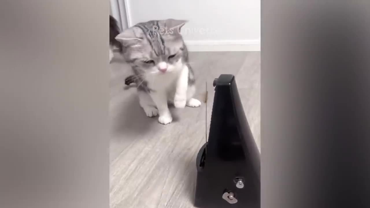 New Funny Animals 2023 😅 Funniest Cats and Dogs Videos 😹🐶 Part 032