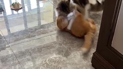 It's cats that meow together