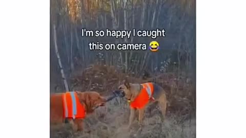 😆🐾 Watch These Hilarious Pets in Action - Laughter Guaranteed! 😹💗🐶!!
